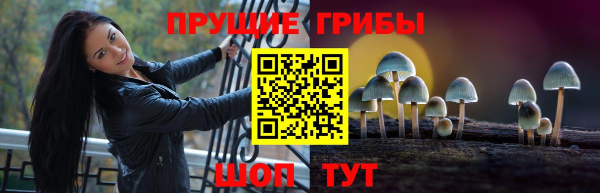 Псилоцибиновые грибы Psilocybe Губкинский
